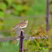 L’Alouette lulu aime se percher sur des piquets de vigne. © A. Bossus