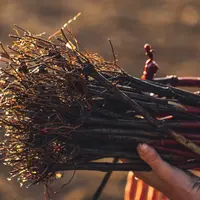 En Bourgogne, les porte-greffes 41 B, Fercal, 161-49C, 3309C et SO4 représentent 95% des plants. Avec son guide, le BIVB entend inciter à davantage de