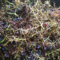 La rafle est souvent utilisée de façon empirique. Or certains cépages, comme le merlot, sont davantage adaptés à une vinification avec rafles. © J. Gr