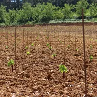 Un tuteur en fer de 5 mm, une fois attaché au fil porteur, suffit pour passer avec quasiment tout type d'outil intercep bien réglé.