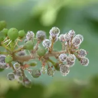 L’espèce de mildiou importée en Europe s’est adaptée à Vitis vinifera. © Inrae