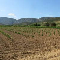 La prolongation du système actuel d'autorisation de plantations jusqu'en 2045 est acquise. Ce système est reconnu comme un facteur de stabilisation de