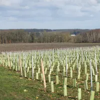 Une directive Inao de 2018 permet d'intégrer des variétés d'intérêt à fin d'adaptation (Vifa) dans les cahiers des charges des AOP. InterLoire propose