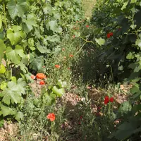 Ce qui pousse sur une parcelle peut donner des indications sur le sol et son fonctionnement.