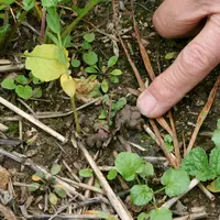 La formation de turricules indique la présence de vers de terre. Observer le sol est important pour avoir une première idée de son état.