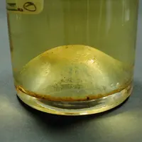 Autorisée depuis début septembre, l'aspergillopepsine I se positionne comme une alternative à la bentonite pour la stabilisation protéique des vins bl