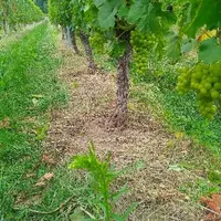 Alain Kuehn, vigneron alsacien basé dans le Haut-Rhin à Sigolsheim, pratique l’enherbement naturel maîtrisé (ENM) sous le cavaillon. Un enherbement qu