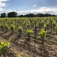Le gobelet palissé avec juste deux releveurs permet d'adapter le haut de la vigne aux conditions du millésime. Port retombant en cas de sécheresse, ro
