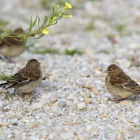La linotte mélodieuse, oiseau emblématique et vulnérable des vignobles