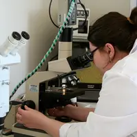 Il suffit d'un milieu de culture et d'un microscope équipé d'une caméra pour utiliser la méthode de détection développée par l'IUVV.