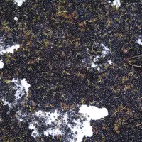 Des souches différentes de bactéries seront utilisées selon que l'on réalise une pré-inoculation ou une co-inoculation.