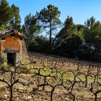 L'appellation ventoux prend le virage du verdissement, avec 2030 en axe de mire.