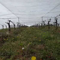 Les voiles d'hivernage ont partiellement protégé du gel en 2021, mais leur installation s'est révélée complexe.