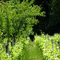 Les arbres dans la parcelle ont un léger effet protecteur face au gel sur les vignes à proximité immédiate.
