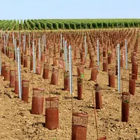 Les manchons de protection peuvent préserver les plants du gel, sauf si l'humidité s'y accumule. Auquel cas, le remède est pire que le mal.