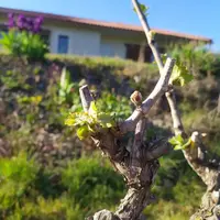 La présence de talus ou de bâtiment à proximité des vignes joue sur le risque de gel. Des éléments à prendre en compte dans la modélisation mathématiq