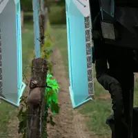 La végétation doit avoir dépassé le stade pointe verte pour que la stimulation de la vigne ait lieu.