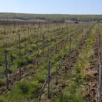 Les parcelles viticoles doivent bien évidemment figurer sur l'état des lieux annexé au bail.