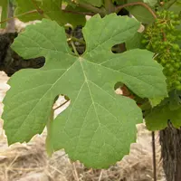 La feuille de touriga nacional a des sinus très marqués.
