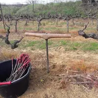 Les complants peuvent mettre jusqu'à sept ans pour entrer en production. Certaines pratiques permettent de favoriser une pousse rapide.