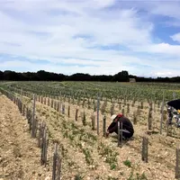 En permaculture, les rangs de vigne suivent les courbes de niveau.