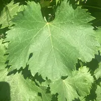 Les feuilles sont petites, avec un sinus pétiolaire en U ouvert, des dents petites et des nervures moyennes.