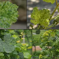 La maladie du pinot gris, donnée par le Grapevine pinot gris virus (GPGV), se caractérise par des déformations foliaires et des rabougrissements.