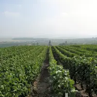 Le stockage du carbone dans les sols est l'une des voies privilégiées par la viticulture pour tendre vers la neutralité carbone.