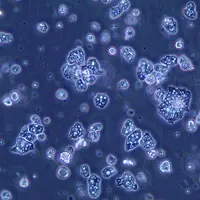 Les amibes sont des êtres unicellulaires eucaryotes, que l'on observe au microscope.