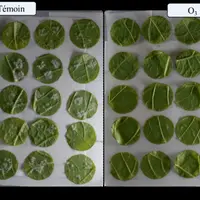 En laboratoire, l'ozone permet d'empêcher la prolifération du mildiou sur feuille avec une grande efficacité. C'est la stabilité de la molécule qui fa