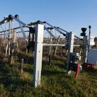 Les vignes protégées par le Viti-Tunnel n'ont aucune tâche de mildiou, contrairement aux rangs témoins.