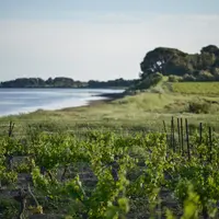 La future LGV baptisée Ligne nouvelle Montpellier Perpignan (LNMP) va amputer le potentiel de production de l'AOP picpoul-de-pinet tout en la défigura