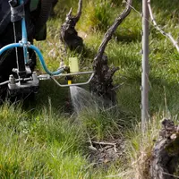 Observer les plantes qui posent problème dans la parcelle est un préalable au choix des molécules lors du désherbage chimique.