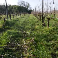Les adventices présentes sur les parcelles sont une photographie, à un instant donné, de l’équilibre du sol.