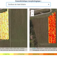 Que ce soit en début ou en fin de cycle végétatif, la surface de haie foliaire varie fortement à l'intérieur d'une même parcelle.