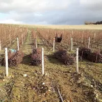 Les greffons produits par Ceps Sicavac sont vendus aux pépiniéristes qui produisent des plants selon un cahier des charges strict.