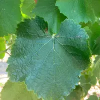L’alvarinho intéresse plusieurs régions viticoles françaises dans le cadre du réchauffement climatique.