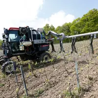 La conduite en bio des vignes semble avoir une influence sur la synthèse des précurseurs de thiols du gros manseng.