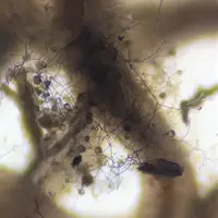 Le microbiote de la rhizosphère interagit avec la vigne, comme ce champignon qui développe son mycélium au milieu des racines.
