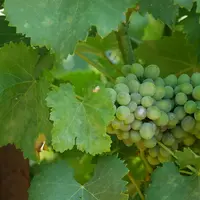 L'oïdium se développe de façon sournoise sur les grappes. Une fois installé, il est difficile de s'en défaire, d'où l'importance de prendre en compte