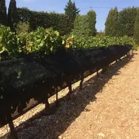 Dans le Var comme dans le Vaucluse, des filets verticaux noirs d’environ un mètre de haut ont été disposés sur des parcelles de grenache, et laissés e