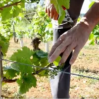 Le mouchage des courants consiste à sectionner les rameaux du bas de l'arcure après les grappes, pour arrêter le flux de sève à leur niveau.