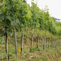 « L’effeuillage préfloral testé à Agroscope, en Suisse, consiste à ôter six feuilles depuis la base des rameaux, ainsi que les entre-cœurs.