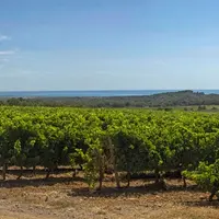 La réserve de résilience conçue par le syndicat des vins de pays d'oc vise à sécuriser les volumes et les prix sur les marchés, en cas d'aléas climati