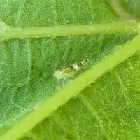 Les larves se concentrent de préférence sur la face inférieure des feuilles.
