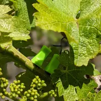 Les électrodes sont placées dans un sarment primaire de la vigne, et captent les courants électriques.