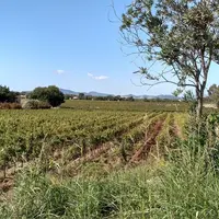 En 2021, 2 % des vignes ont changé de mains en 9 410 transactions, pour un total de 1 milliard d'euros. Le prix moyen d'un hectare de vigne en AOP var