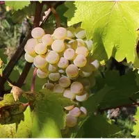 L'opalor est une variété résistante blanche obtenue par l'Inrae dans le cadre du programme ResDur 2.