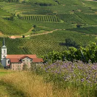 Dès le millésime 2022, les pinots noirs plantés sur le terroir de l'AOP grand cru kirchberg de barr pourront rejoindre l'élite des grands crus alsacie