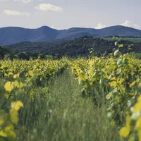 L'AOP faugères fait partie des ODG qui militent pour une renégociation du rôle des metteurs en marché direct dans les instances du CIVL.